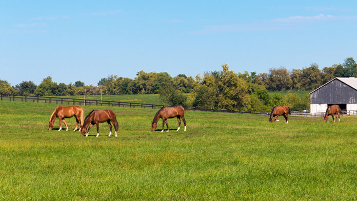 Les initiatives fédérales en matière de bien-être animal consacrées dans la loi visant à lutter contre la maltraitance animale