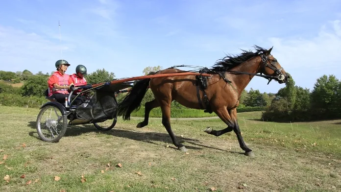 endurance en attelage club sulky élite