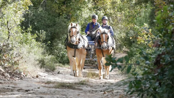 TREC en attelage crédit Louane Desbat