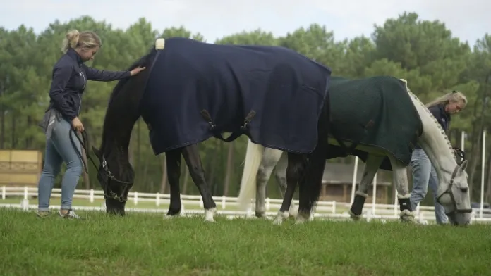 Bien observer les chevaux pour mieux les comprendre Thèse Happy Athlete