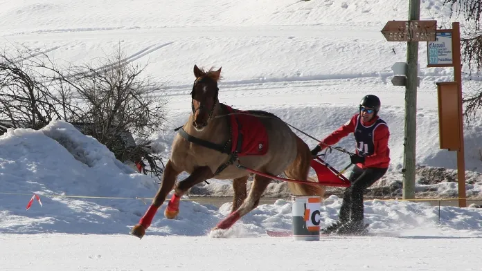 Talia Lambert et Matthieu Gay-Perret, champions de France de ski-joëring 