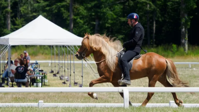 Les podiums du championnat de France d’équitation islandaise