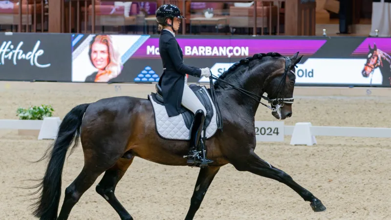 Morgan Barbançon de retour sur le devant de la scène avec Sir Donnerhall II OLD