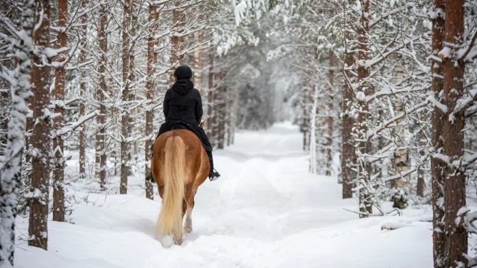 Balade en forêt à cheval dans la neige 