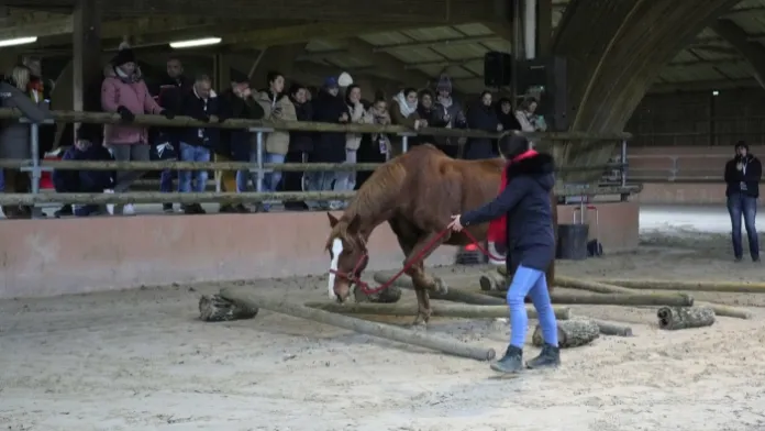 Équitation pour adultes : accompagner et inspirer une génération en mouvement