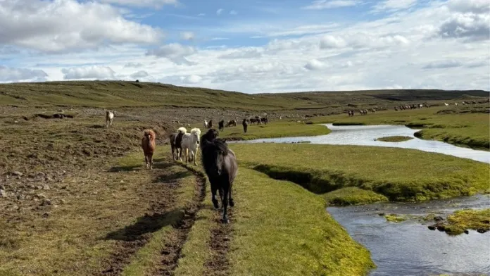 Randonnée en Islande chevaux islandais Louise Hersent crédit collection privée