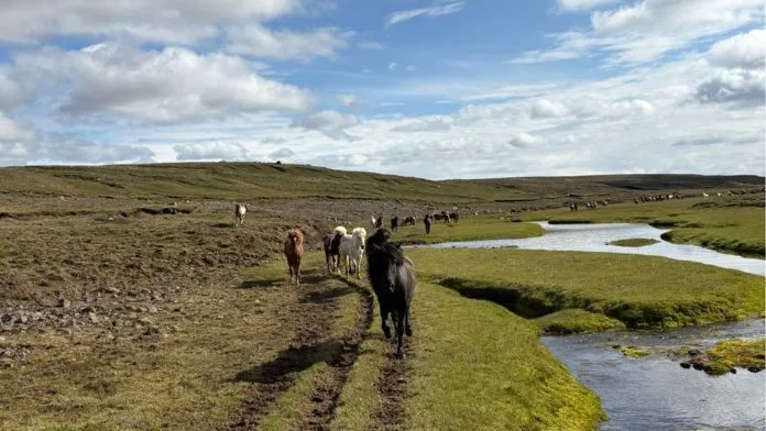 Randonnée en Islande chevaux islandais Louise Hersent crédit collection privée